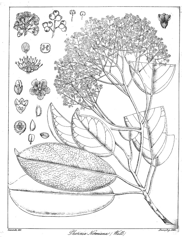 Photinia integrifolia Govindoo