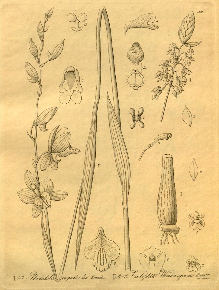 Pholidota ventricosa (as Pholidota sesquitorta) - Eulophia warburgiana - Xenia 3 pl 266