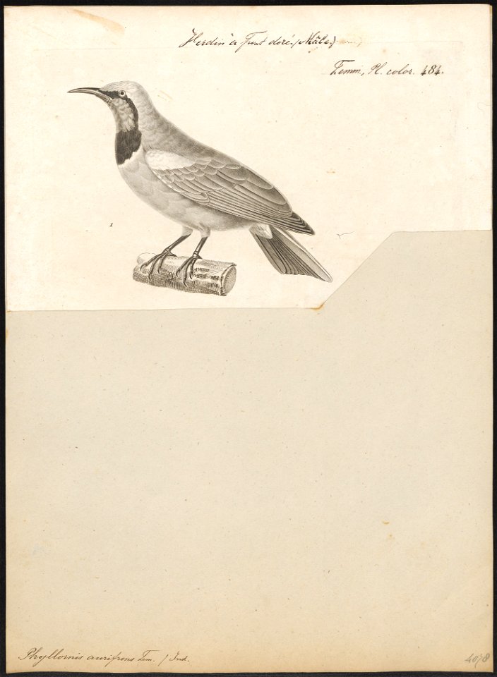 Phyllornis aurifrons - 1700-1880 - Print - Iconographia Zoologica - Special Collections University of Amsterdam - UBA01 IZ16400053