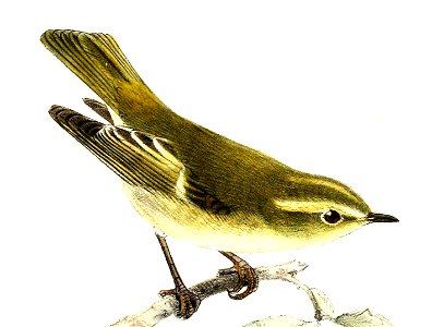 Phylloscopus subviridis Keulemans