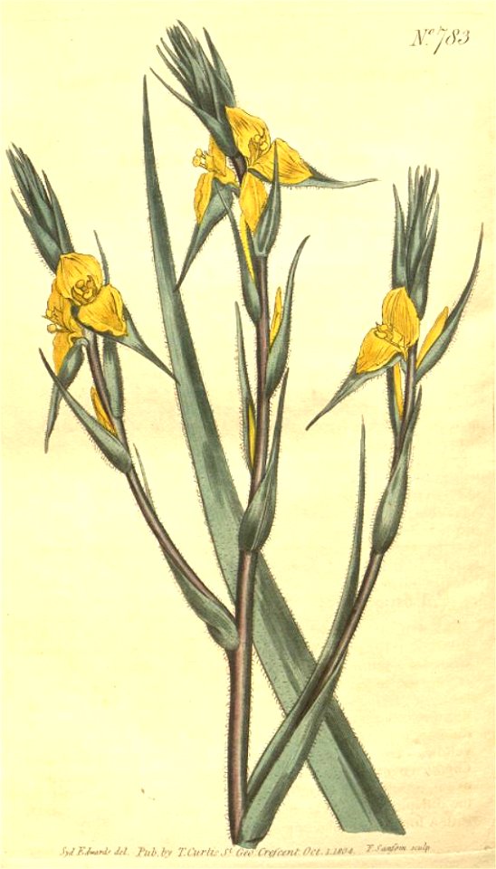 Philydrum lanuginosum