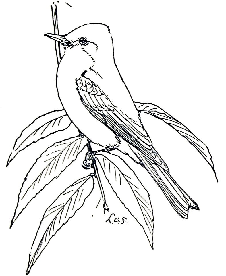 Phoebe-MBS-16