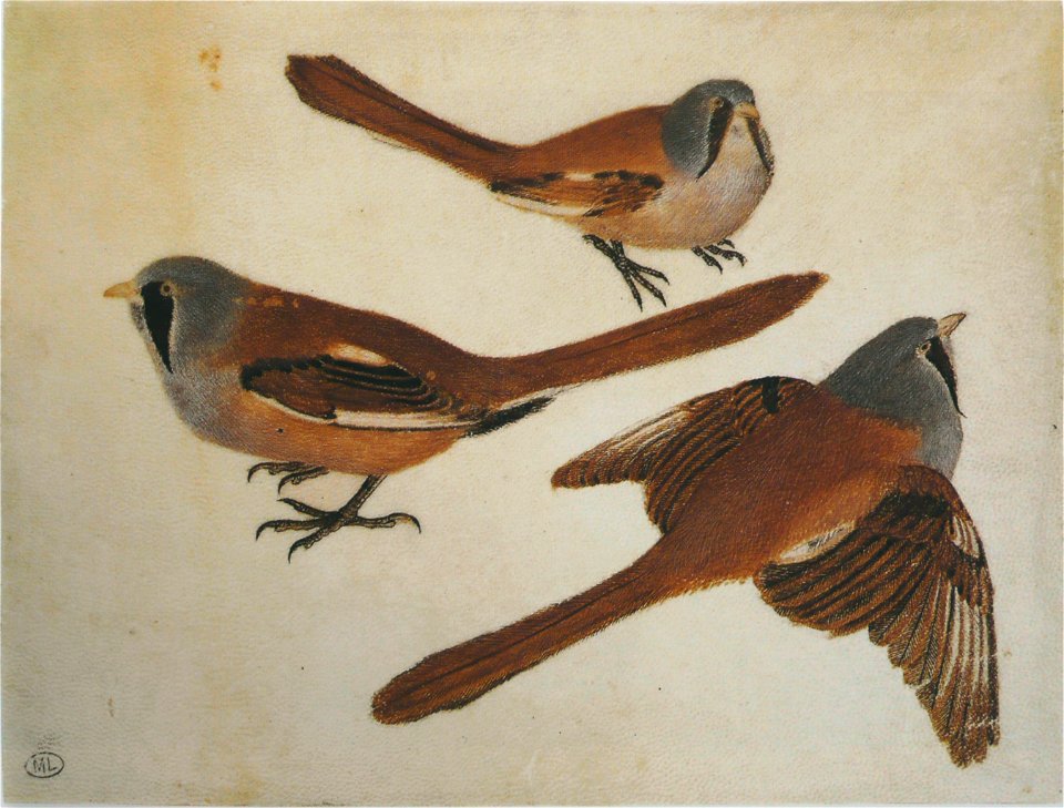Pisanello - Codex Vallardi 2476 r