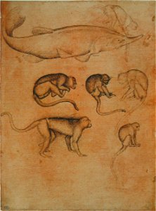 Pisanello - Codex Vallardi 2391 r