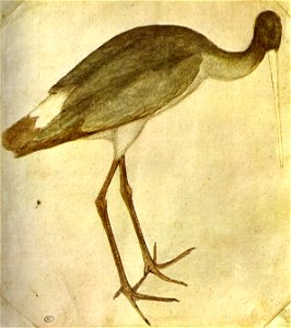 Pisanello, disegni, louvre 2451