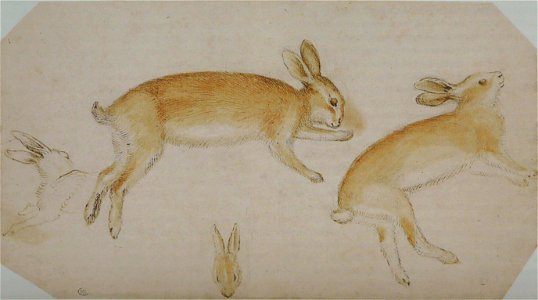 Pisanello - Codex Vallardi 2446
