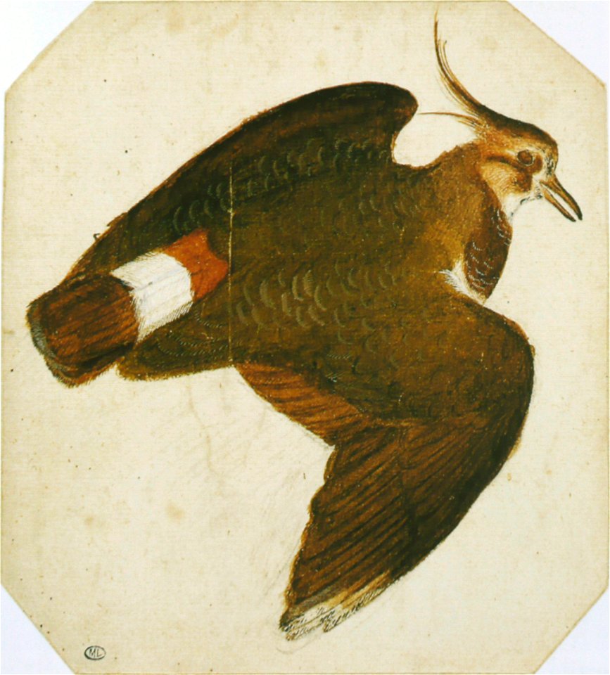 Pisanello - Codex Vallardi 2464