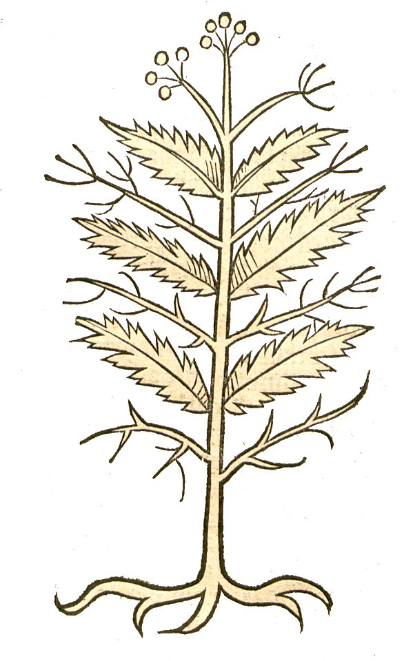 Piretrum 1491