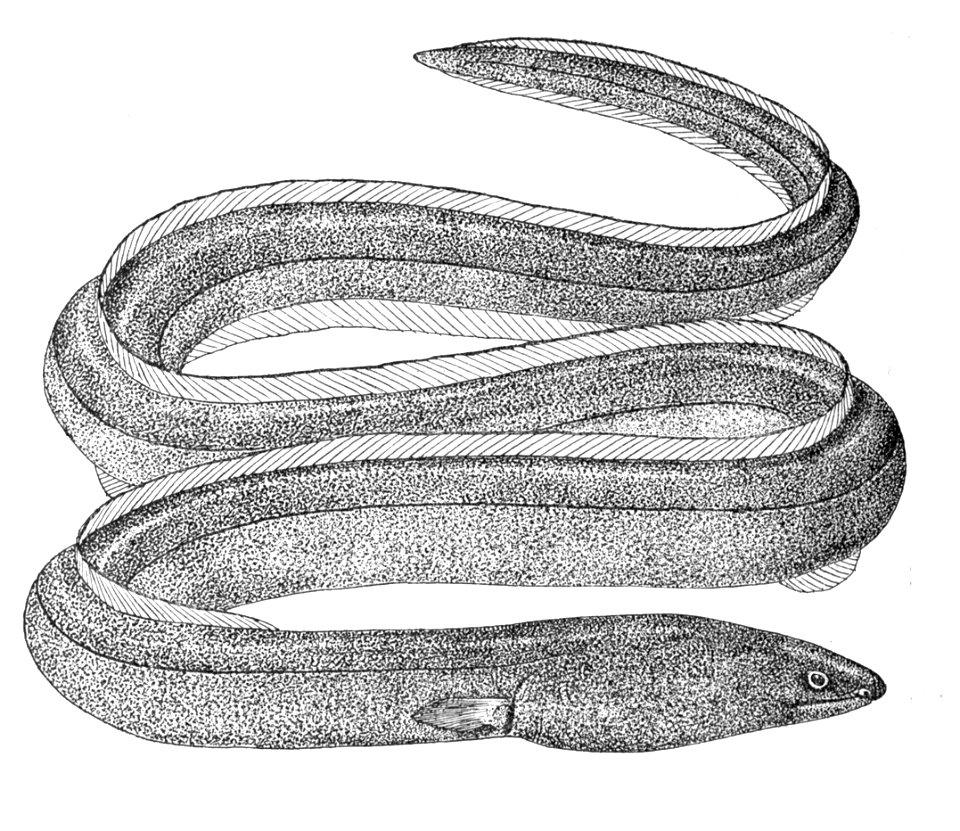 Pisodonophisboro