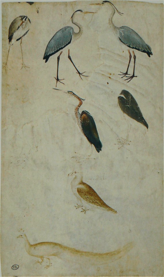 Pisanello - Codex Vallardi 2470 (1040798)