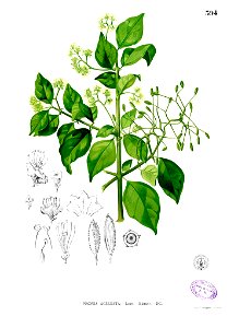 Pisonia aculeata Blanco2.394
