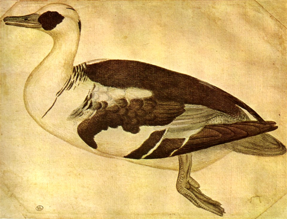 Pisanello, disegni, louvre 2462