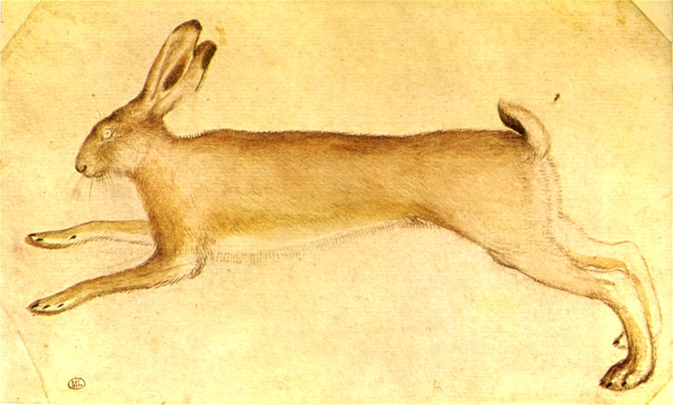 Pisanello, disegni, louvre 2445