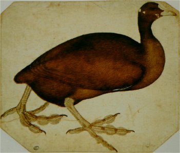 Pisanello - Codex Vallardi 2460