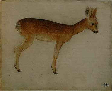 Pisanello - Codex Vallardi 2497