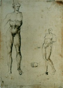 Pisanello - Deux études d'hommes nus