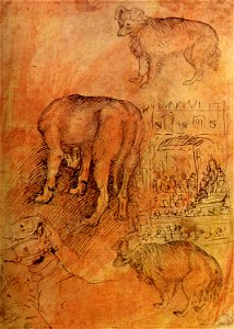 Pisanello, disegni, louvre 2432 r