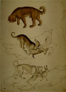 Pisanello - Codex Vallardi 2547