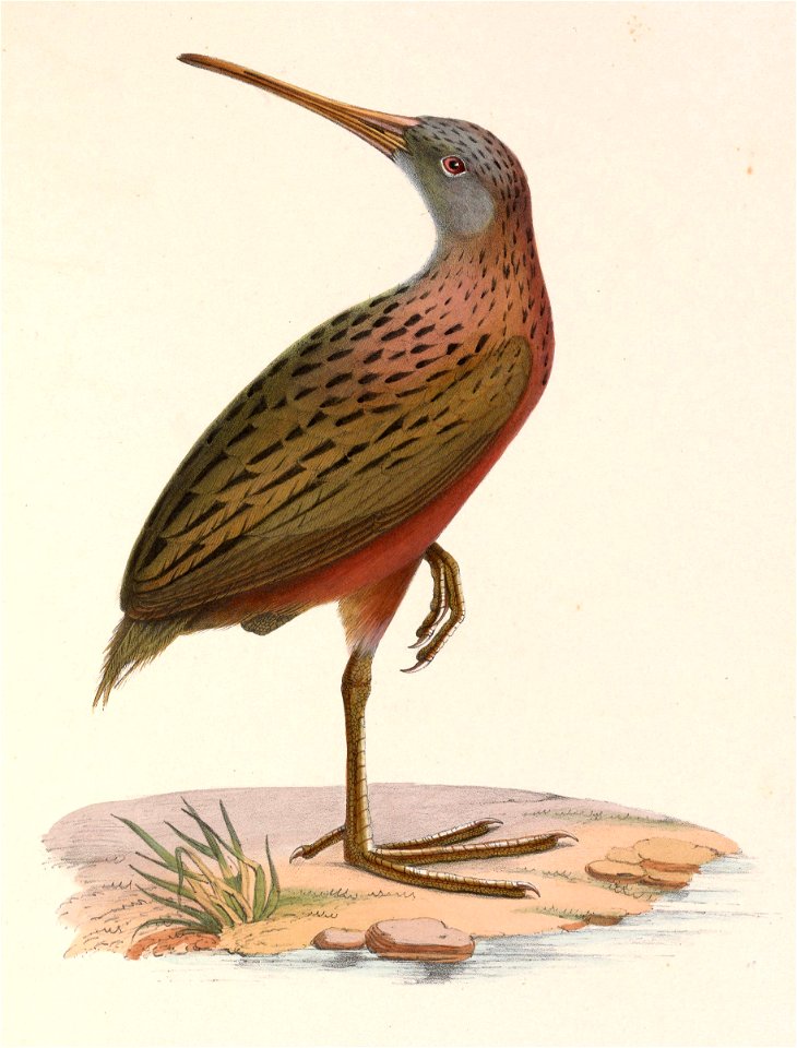 Rallus madagascariensis 1849