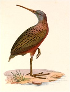 Rallus madagascariensis 1849
