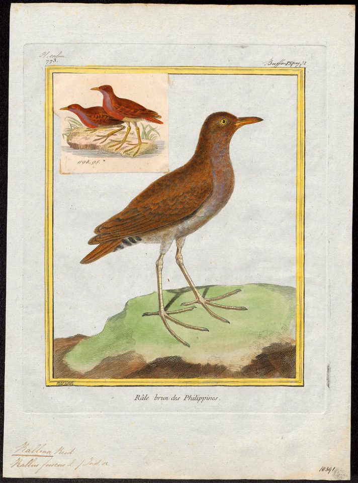 Rallina fusca - 1700-1880 - Print - Iconographia Zoologica - Special Collections University of Amsterdam - UBA01 IZ17500149