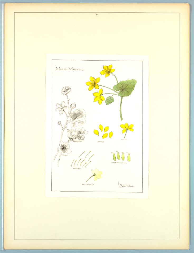 Portfolio, Historic Ornament, ca. 1900 (CH 18649699)
