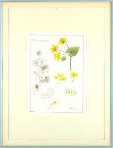 Portfolio, Historic Ornament, ca. 1900 (CH 18649699)