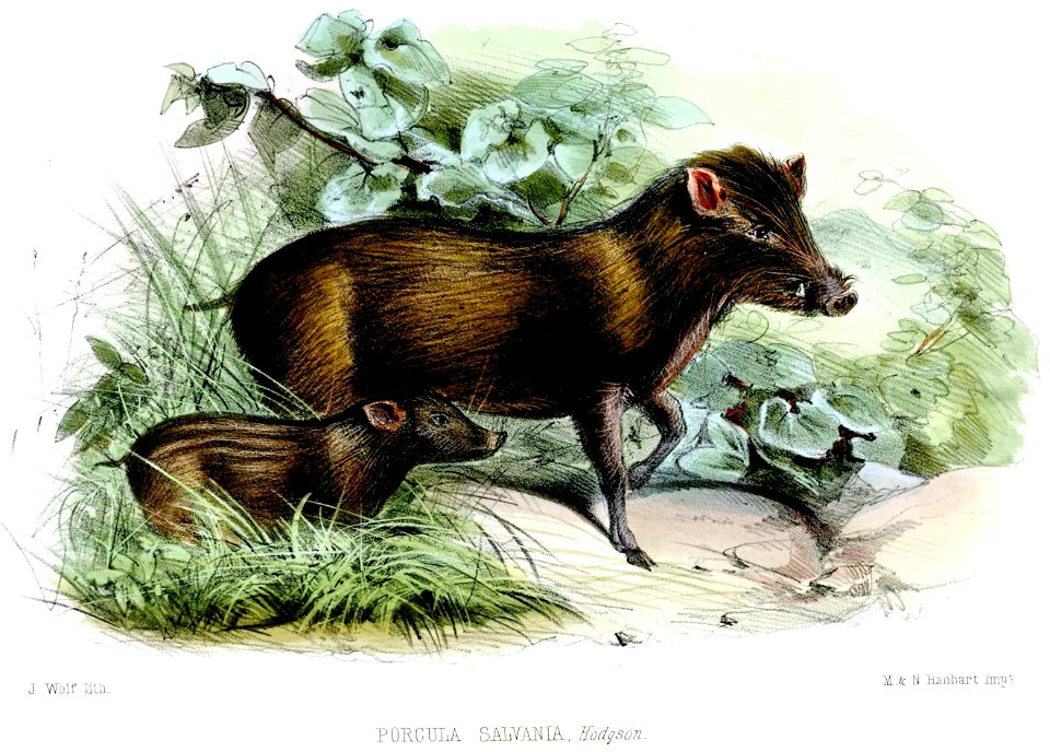 PorculaSalvaniaAdultWolf