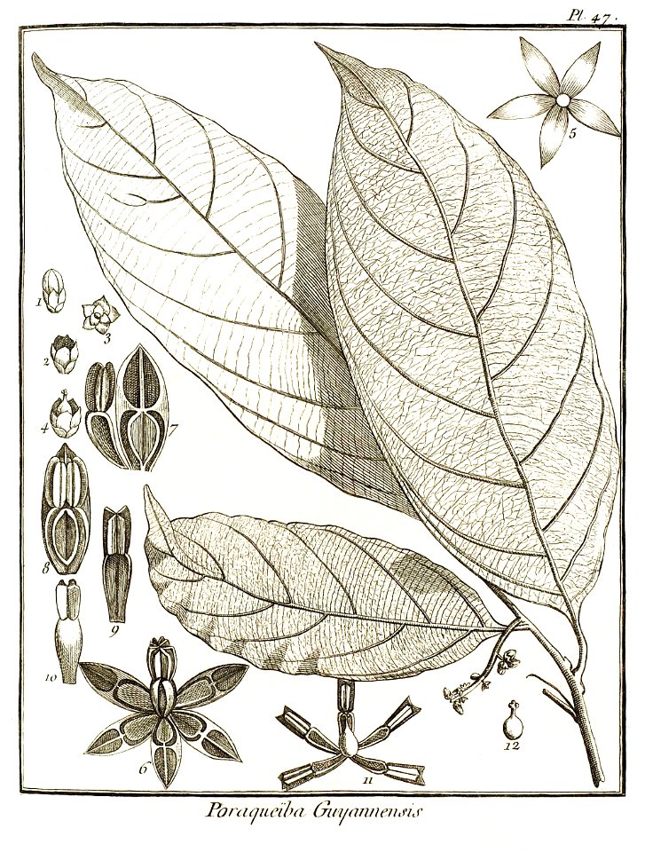 Poraqueïba guyannensis Aublet 1775 pl 47