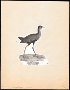 Porphyrio veterum - 1809-1845 - Print - Iconographia Zoologica - Special Collections University of Amsterdam - UBA01 IZ17500161
