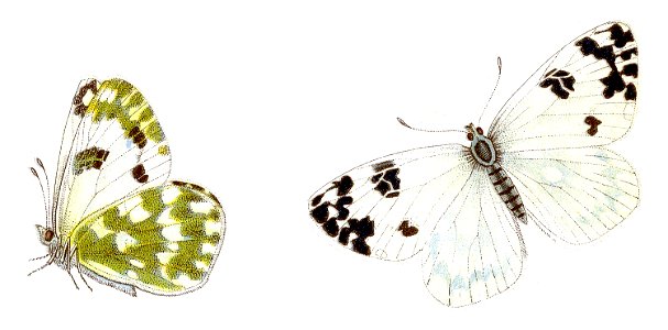 Pontia daplidice (illustration)