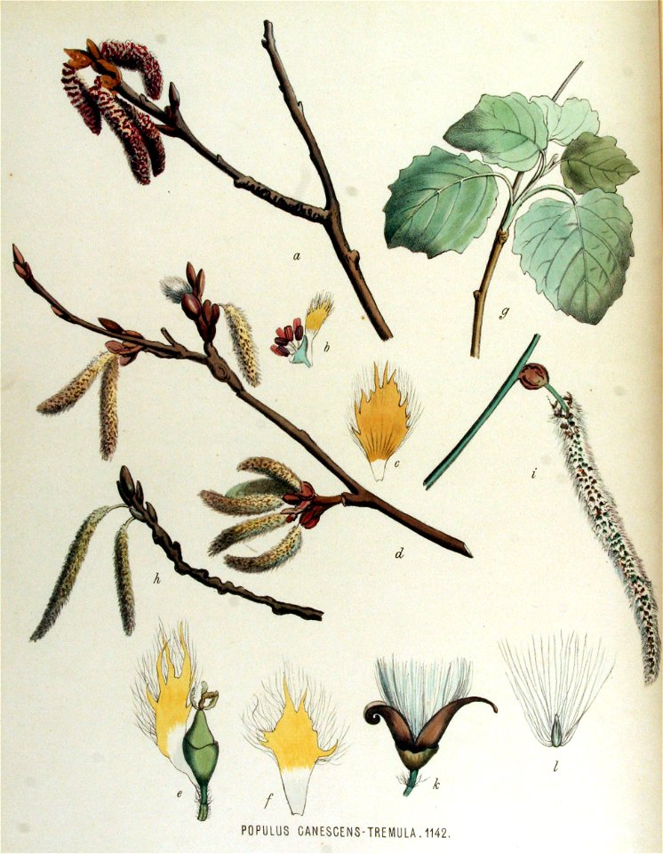 Populus canescens-tremula — Flora Batava — Volume v15