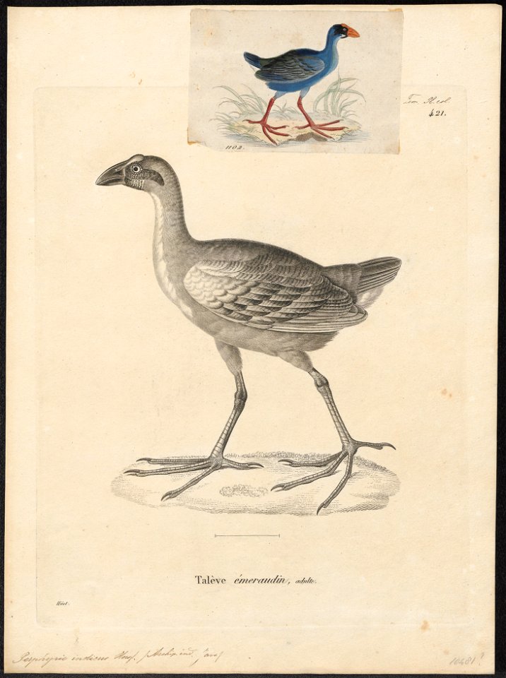 Porphyrio indicus - 1700-1880 - Print - Iconographia Zoologica - Special Collections University of Amsterdam - UBA01 IZ17500173