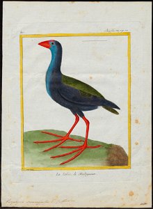 Porphyrio smaragnotus - 1700-1880 - Print - Iconographia Zoologica - Special Collections University of Amsterdam - UBA01 IZ17500171