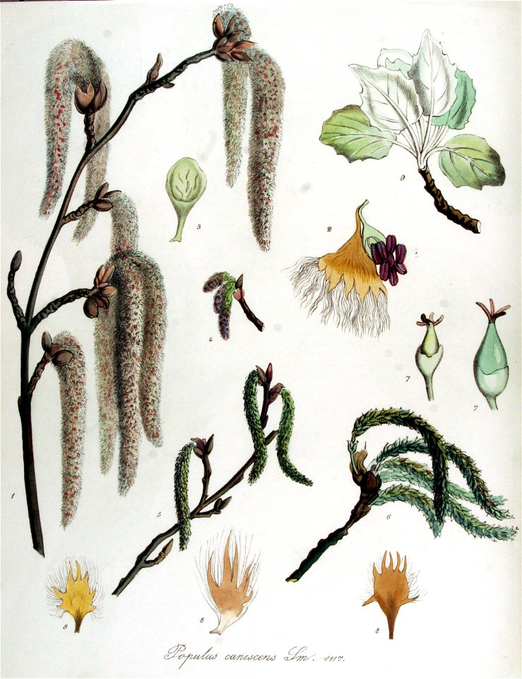 Populus canescens — Flora Batava — Volume v14