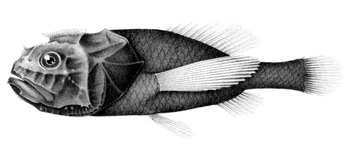 Poromitra unicornis