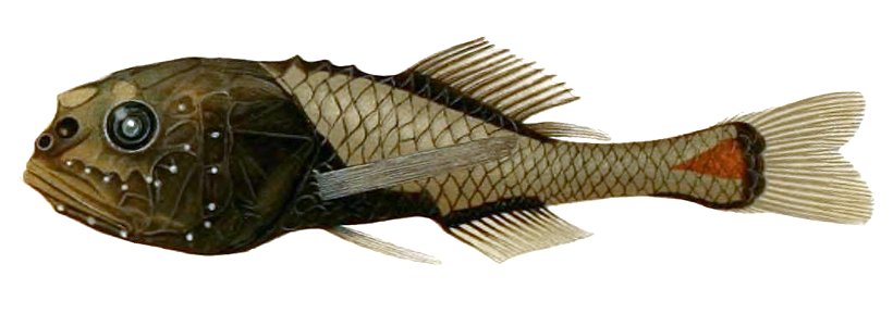Poromitra crassiceps
