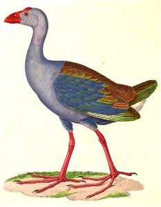 Porphyrio porphyrio pulverulentus 1838