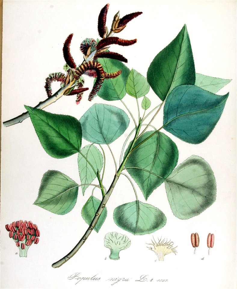Populus nigra — Flora Batava — Volume v14