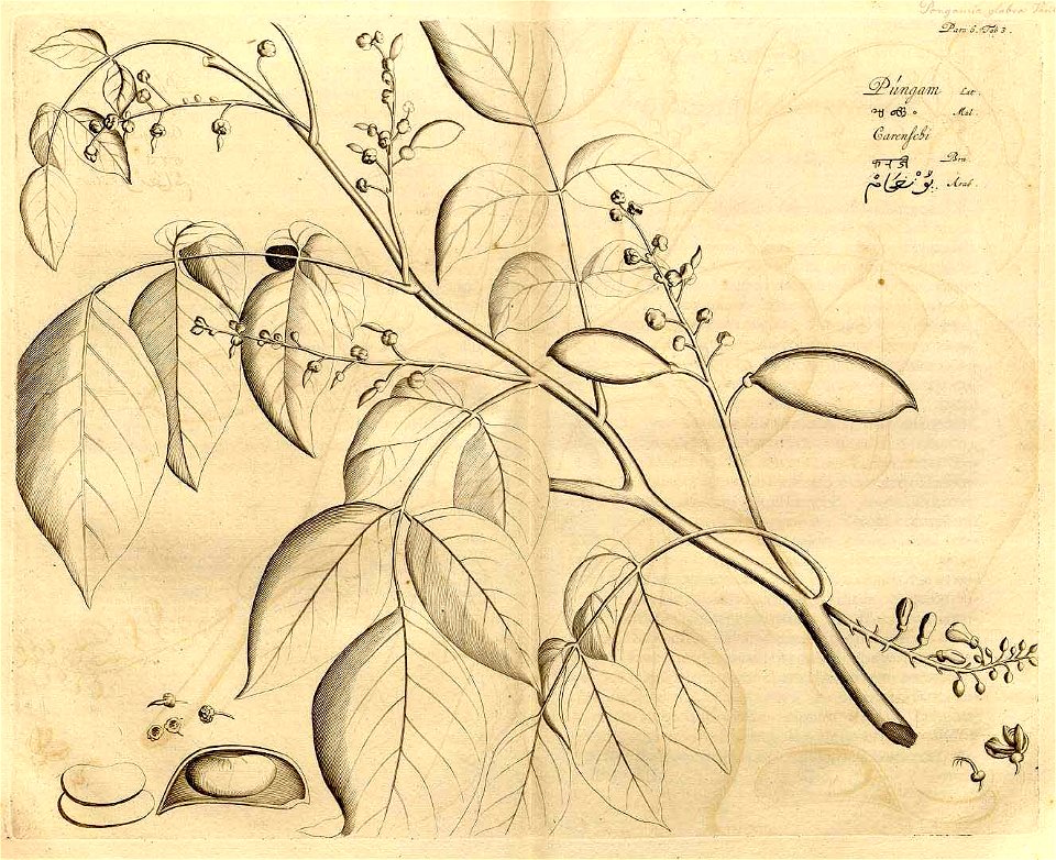 Pongam, minari Hortus Malabaricus 6 5-6 t3