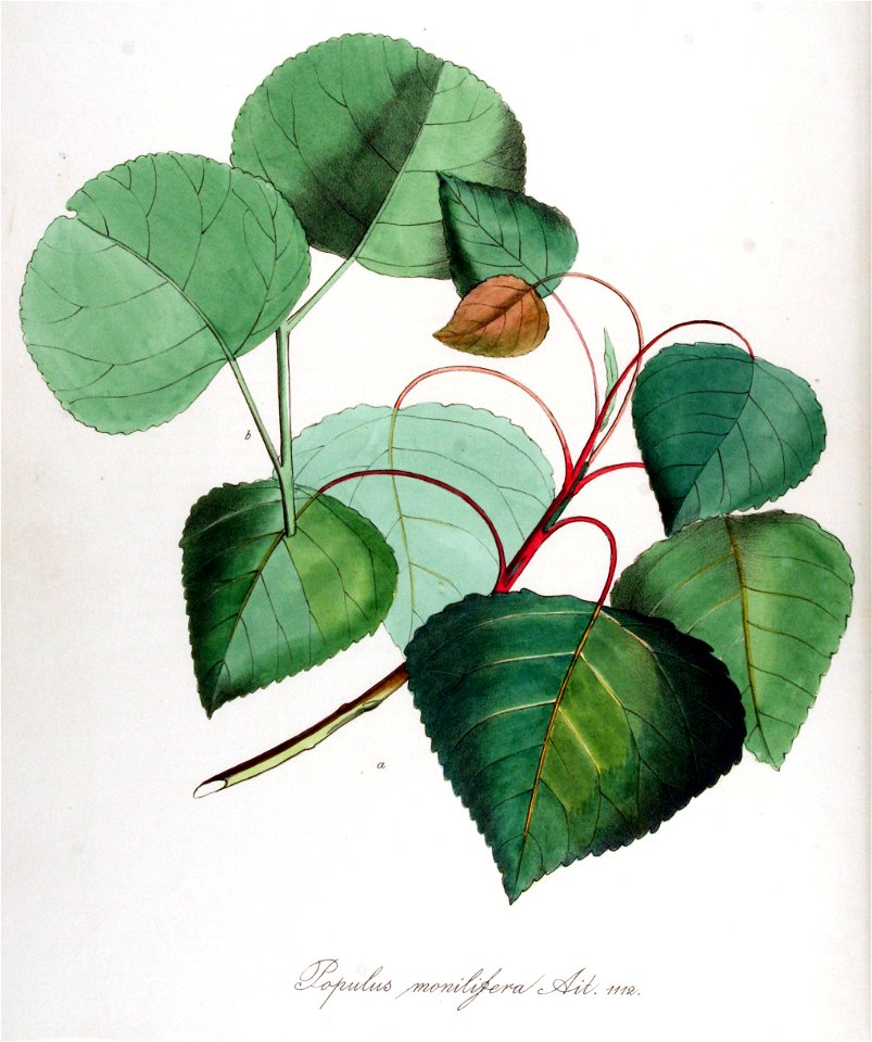 Populus monilifera — Flora Batava — Volume v14