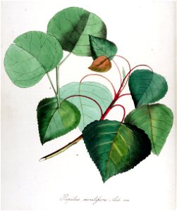 Populus monilifera — Flora Batava — Volume v14