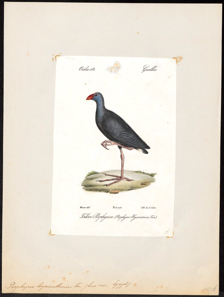 Porphyrio veterum - 1842-1848 - Print - Iconographia Zoologica - Special Collections University of Amsterdam - UBA01 IZ17500155