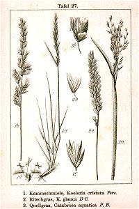 Pooideae spp Sturm27