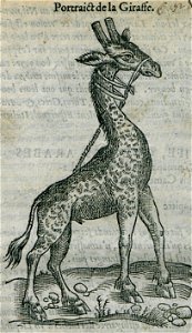 Portrait de la Giraffe - Belon Pierre - 1554