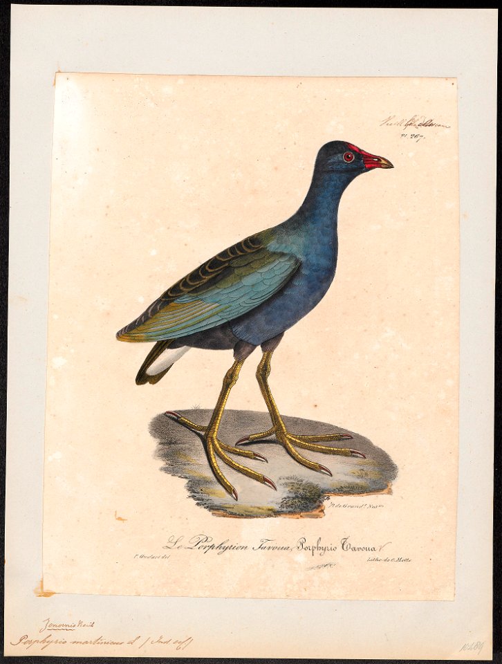 Porphyrio martinicus - 1825-1834 - Print - Iconographia Zoologica - Special Collections University of Amsterdam - UBA01 IZ17500179