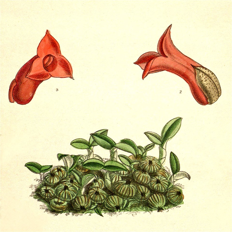 Porpax meirax (as Eria meirax) - Curtis' 119 (Ser. 3 no. 49) pl. 7329 (1893) - cropped
