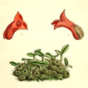 Porpax meirax (as Eria meirax) - Curtis' 119 (Ser. 3 no. 49) pl. 7329 (1893) - cropped