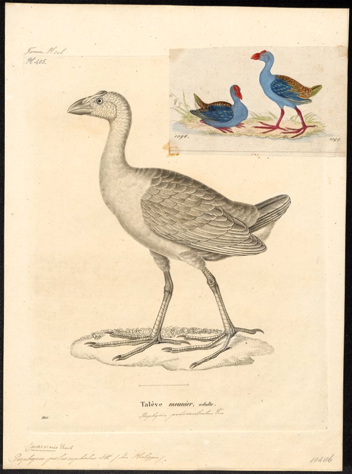 Porphyrio poliocephalus - 1700-1880 - Print - Iconographia Zoologica - Special Collections University of Amsterdam - UBA01 IZ17500175