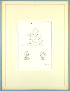 Portfolio, Historic Ornament, ca. 1900 (CH 18649679)